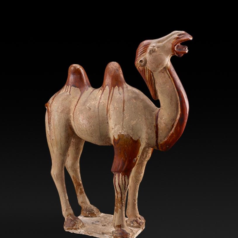 Tang Camel