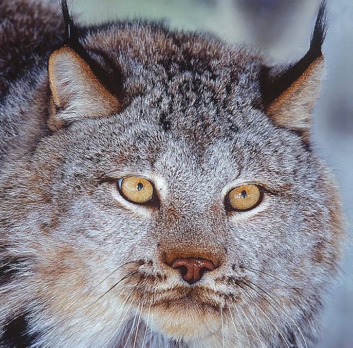 lynx