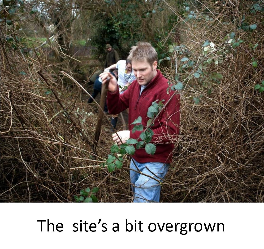 Overgrown jpg